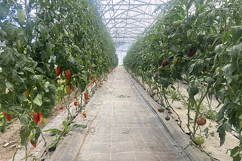 Une serre avec piments et tomates.