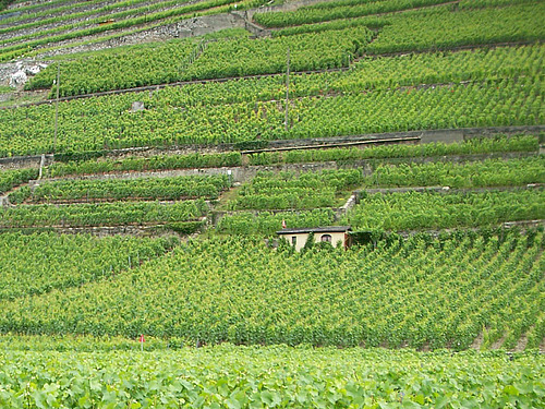 Vignes en terrasse dans une pente 