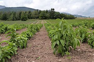 plantes de Stevia en lignes