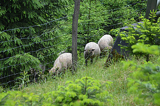 Des moutons dans une plantation d'arbres de Noël