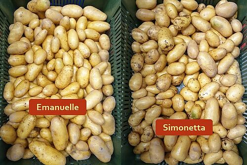 Les pommes de terre bio des deux variétés côte à côte