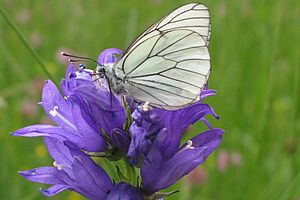 Une piéride de l'aubépine sur des fleurs violettes