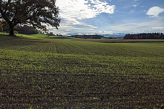 Champ avec Triticale