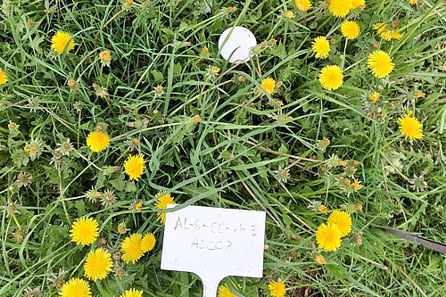 [Translate to Französisch:] Dans une partie de la prairie poussent de nombreux pissenlits en fleurs ; un panneau décrit le site d'échantillonnage. 