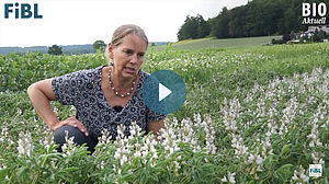 Femme, agenouillée dans un champ de lupin blanc en fleur