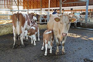 Zwei Kühe mit je einem saugenden Kalb im Stall