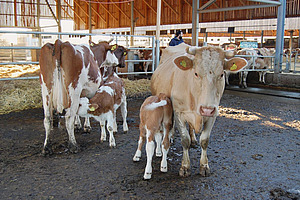Contrôle des performances laitières Deux vaches avec chacune un veau tétant dans l'étable.