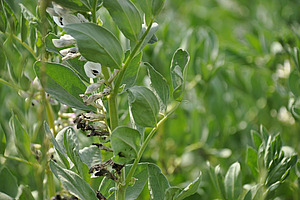 Feuille et fleur de la féverole.