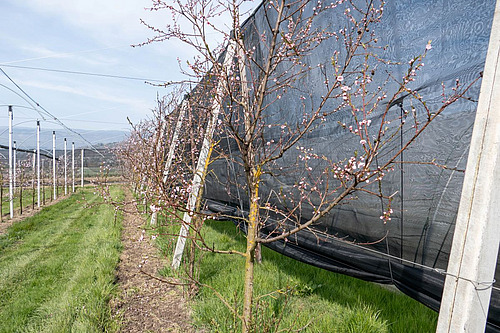 Une protection anti-insectes près de cerisiers en fleurs.