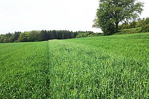 Bandes de céréales différentes bien vertes, en pleine croissance, au début de l'épiaison