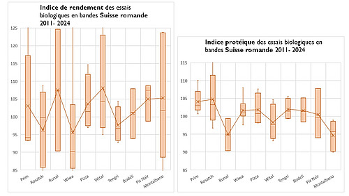 Valeurs indicielles du rendement et de la teneur en protéines des variétés de blé de mouture répertoriées dans les essais en bandes du FiBL de 2011 à 2024 en Suisse romande.