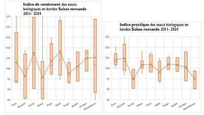 Valeurs indicielles du rendement et de la teneur en protéines des variétés de blé de mouture répertoriées dans les essais en bandes du FiBL de 2011 à 2024 en Suisse romande.