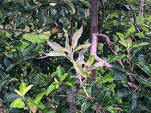 Branche de pommier recouverte d'un duvet blanc