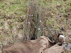 La haie - importante pour la faune sauvage et enrichissement esthétique du paysage