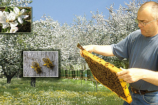 L’apiculteur avec une alvéole d'abeille devant un verger hautes tiges en fleurs