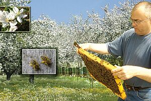 L’apiculteur avec une alvéole d'abeille devant un verger hautes tiges en fleurs