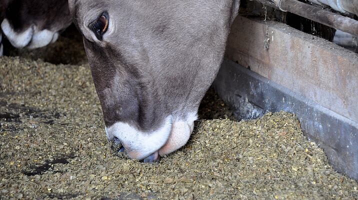 Une vache mange du concentré