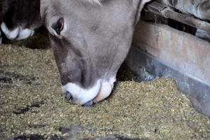 Une vache mange du concentré