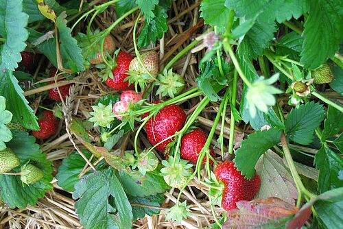 Une plante de fraises avec quelques fraises presque mûres dessus