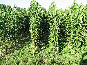 Plantation de cerisiers en pleine croissance, avec des interlignes étroits, faisant environ deux mètres de haut