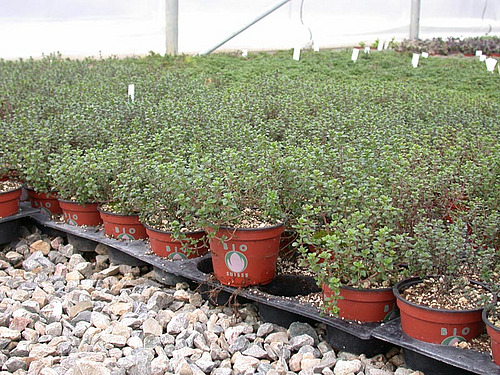 Plantes de thym en pots déposées sur le sol d'une serre. 
