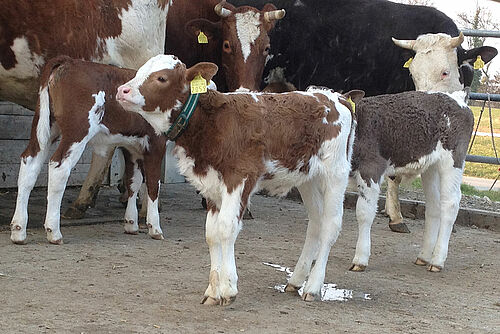 [Translate to Französisch:] Veaux avec vaches mères