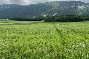 Au premier plan, on voit un champ de blé vert ; à l'arrière-plan, on aperçoit des montagnes.
