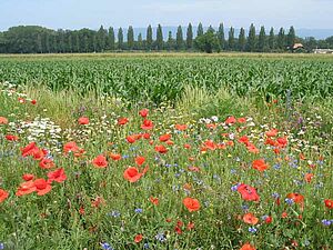 Au premier plan: jachère florale en fleur; à l'arrière-plan: champ de maïs