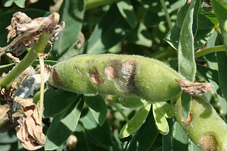 Gousse de lupin blanc présentant des lésions brunes et enfoncées dues à l'anthracnose. Cette infection fongique endommage les gousses et les graines et peut nuire considérablement à la qualité de la récolte ainsi qu'au rendement.