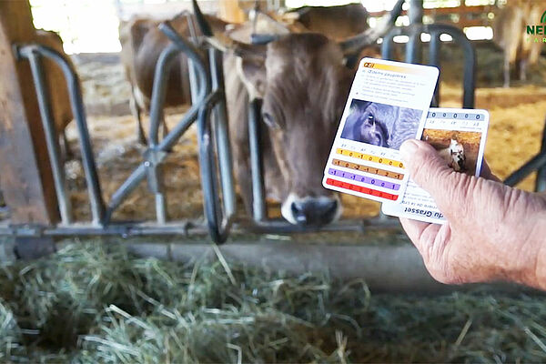 Vache brune dans la clôture d'alimentation, au premier plan avec deux cartes, légèrement plus grandes que les cartes Jass