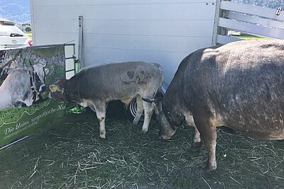 Veau et vache de la race bovine Grise rhétique