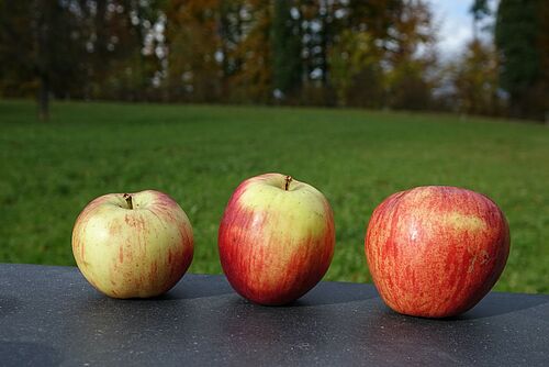 3 verschieden grosse und farbige Äpfel