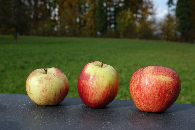 Pommes bio variétés diverses