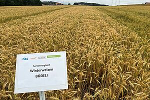 Un champs de blé avec la variété "Bodeli"
