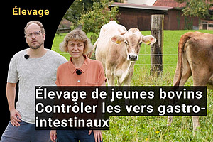 Un homme et une femme avec des vaches en arrière-plan.