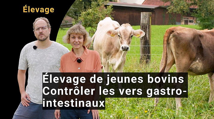Un homme et une femme avec des vaches en arrière-plan.