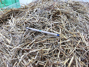Ensilage sec avec un stylo à bille comme mesure de longueur
