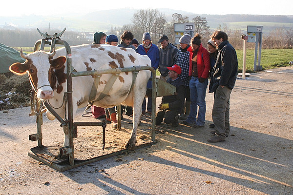 Un groupe de personnes est rassemblé autour d'une vache dans une cage de parage.
