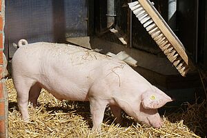 Un porc avec une possibilité de se frotter.
