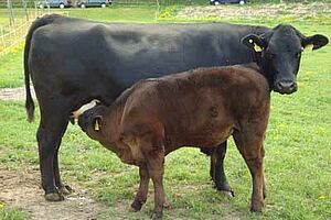 Vache allaitante avec son veau