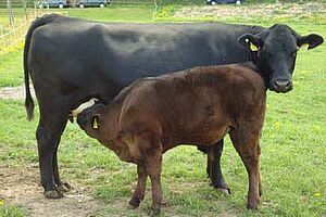 Veau tétant une vache-mère...