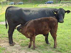 Veau tétant une vache-mère...