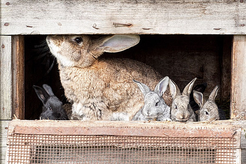 Lapins avec leurs petits dans la cage.