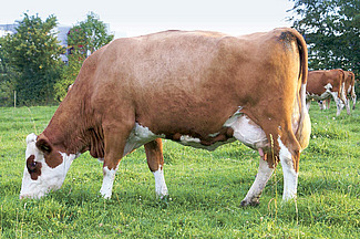 Vache au pâturage
