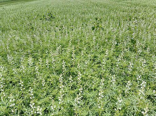 Champ de lupin en fleur (blanche)