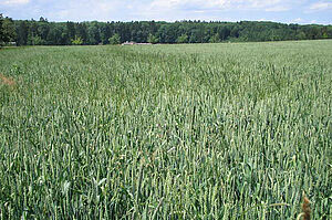 Du vulpin (vert clair) dépasse le blé (vert plus foncé) dans ce champ.