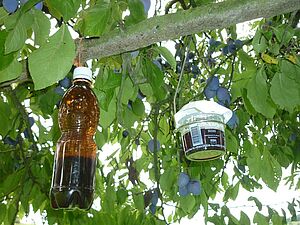 Piège avec une plaque engluée bleue dans un bocal transparent et piège constitué d'une bouteille brune munie de trous