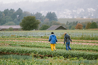 Deux personnes dans un champ avec différentes bandes de culture de légumes. 