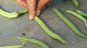 Haricots nains de formes differentes; deux doigt tenant un haricot