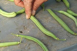 Haricots nains de formes differentes; deux doigt tenant un haricot